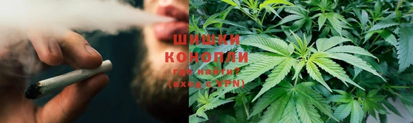 сатива Балахна